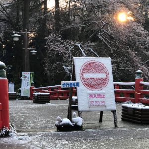 おはようございます。今朝起きたら、なんと雪化粧してました。4月の雪は13年ぶりです(富山市では)ー 場所: 高岡古城公園